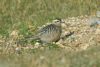 Dotterel at Gunners Park (Richard Howard) (64543 bytes)